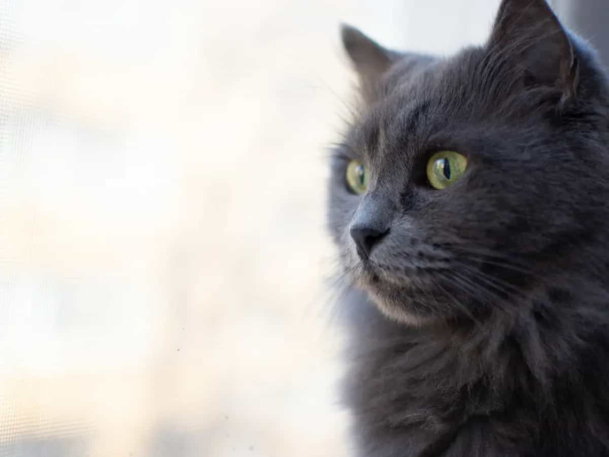 simbologia gatto