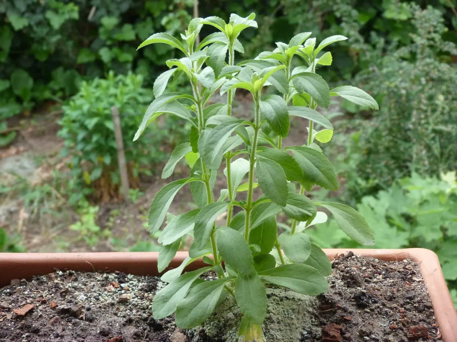 La stevia 190 veces más dulce que la sacarosaLa stevia 190 veces más dulce que la sacarosa