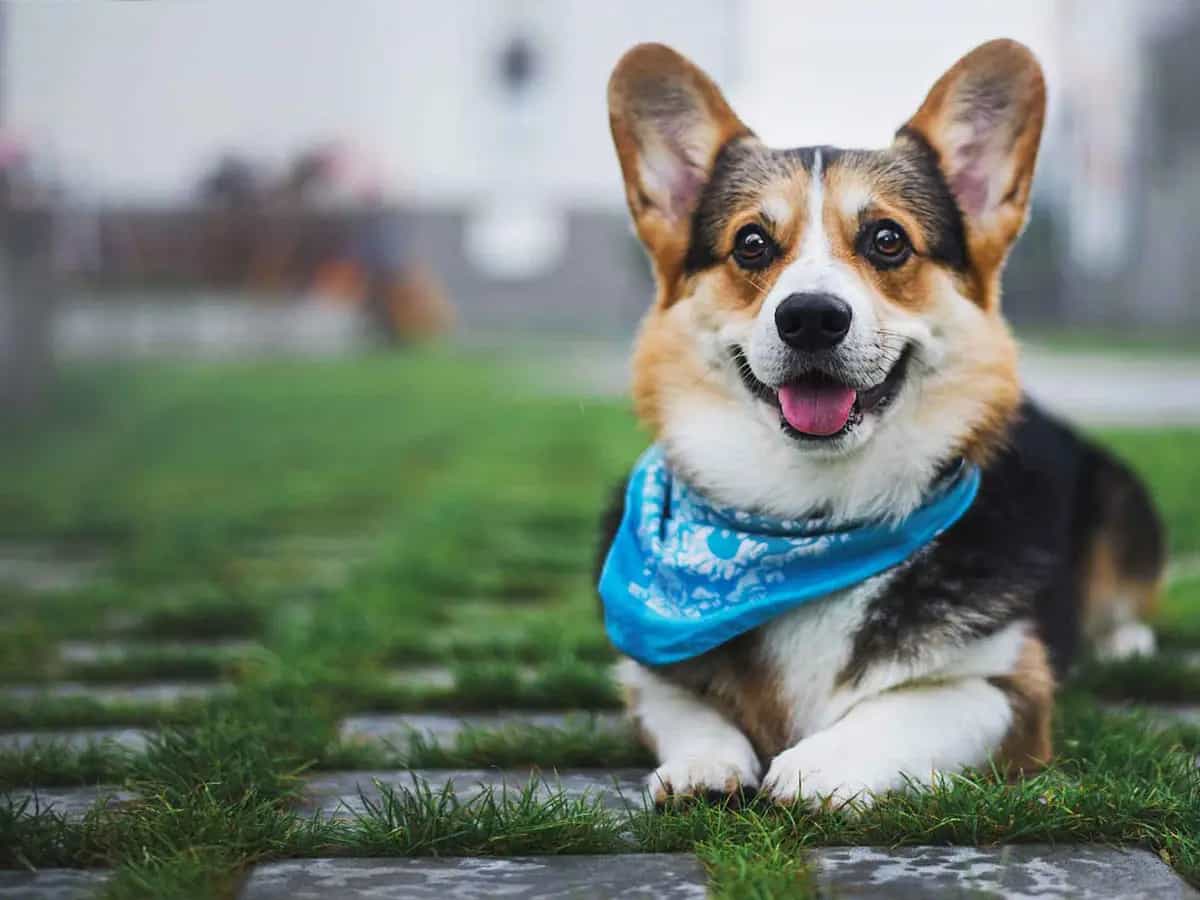Llegará la próxima pandemia de mano de tu perro