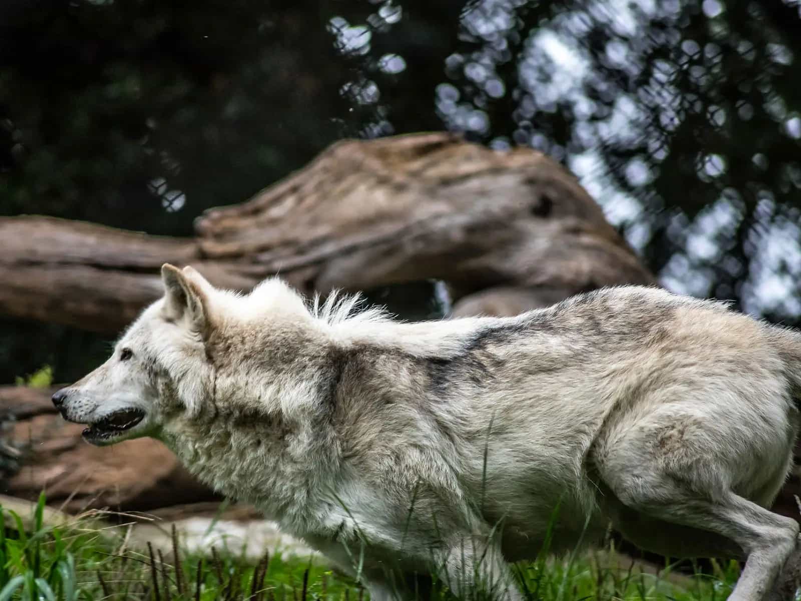lobos y el sentido de la justicia