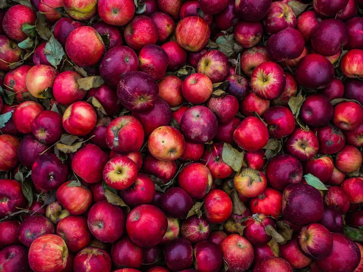 historia manzanas