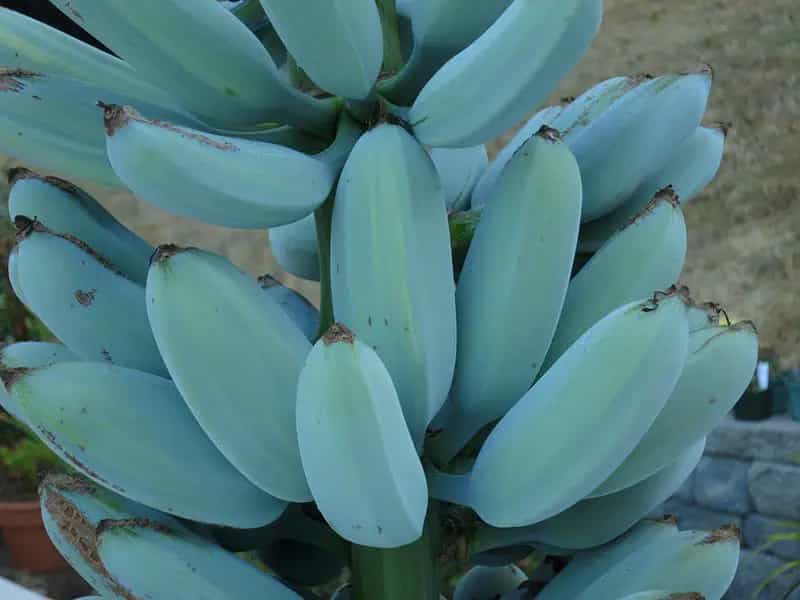 Blue java plátano azul