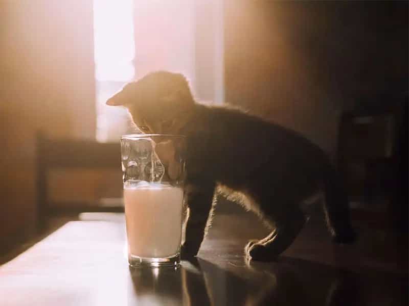 gatos lactosa