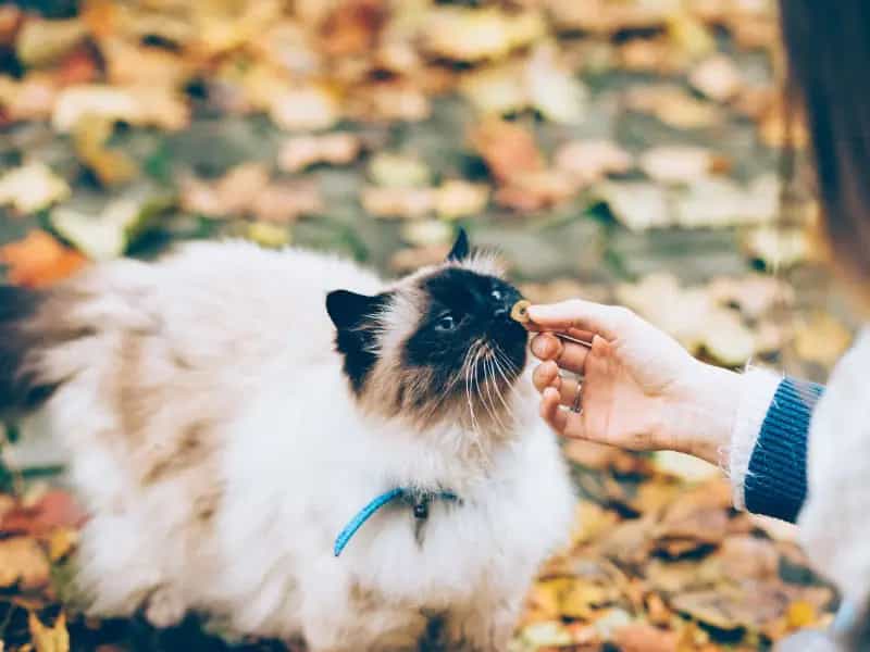 gatos pueden comer carbohidratos
