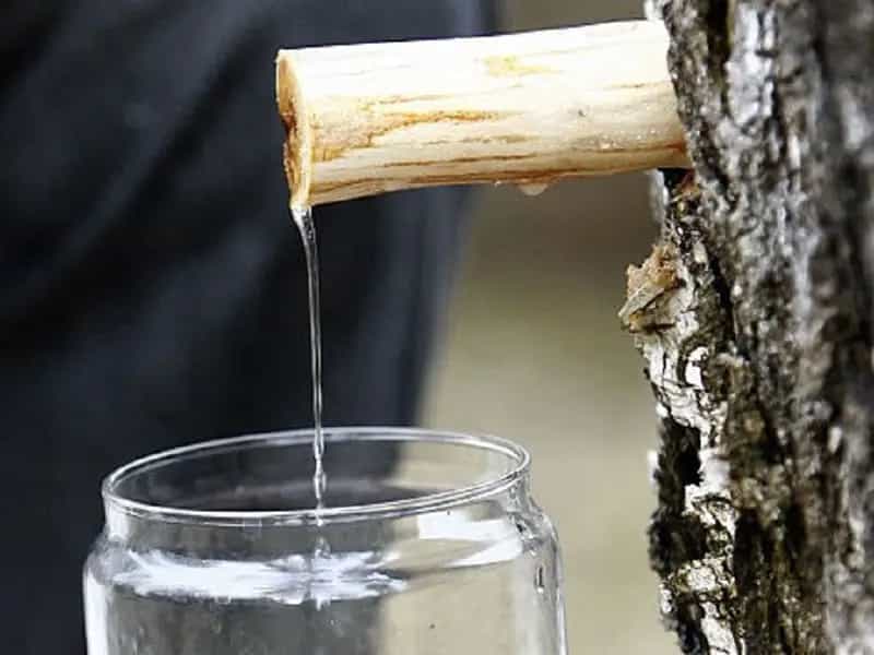 Propiedades savia de abedul