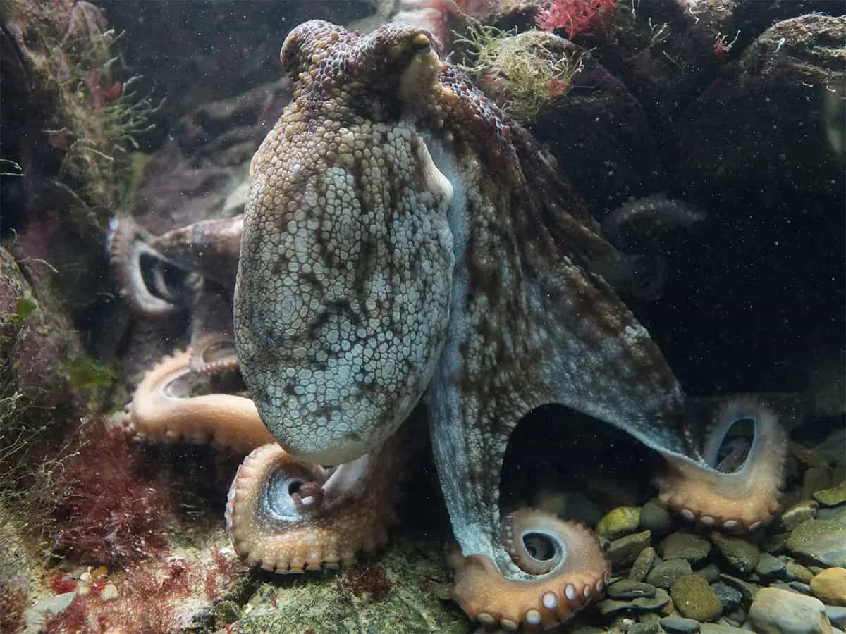 cría pulpo error