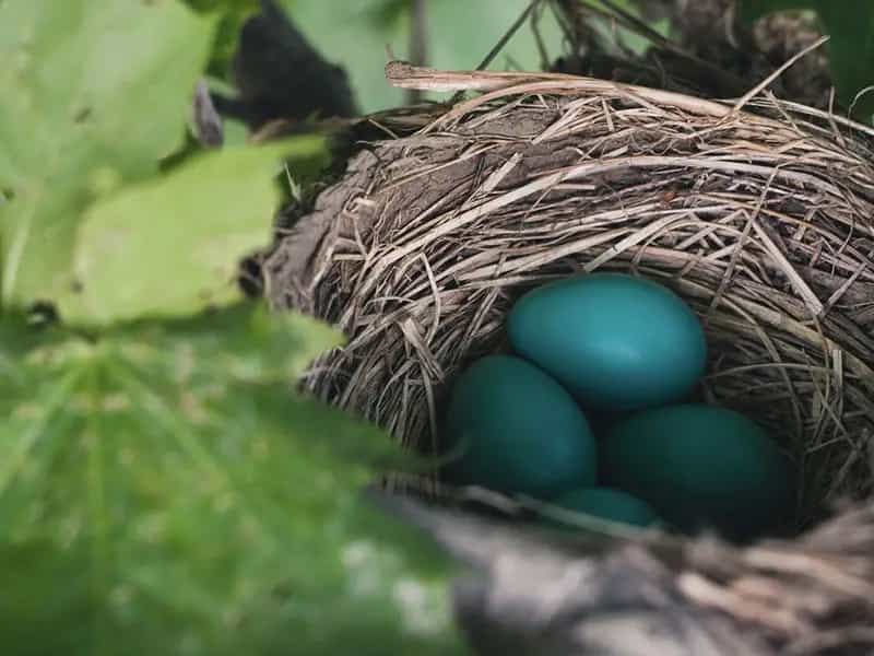 Por qué existen huevos azules