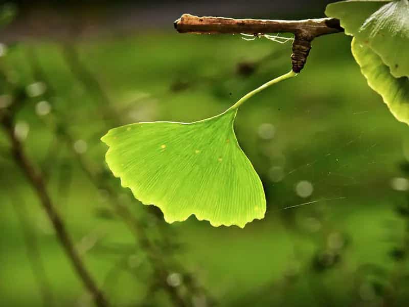 Ginkgo biloba propiedades