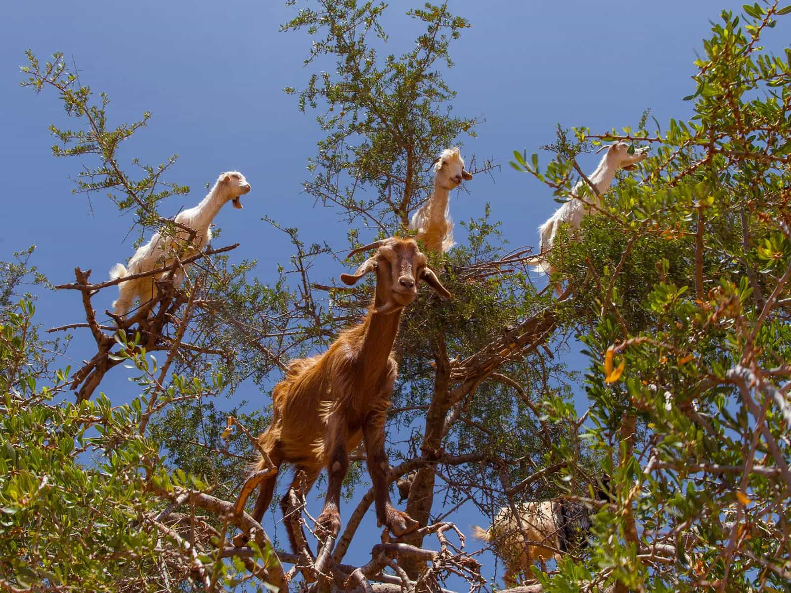 arbol-espinas-aceite-argan