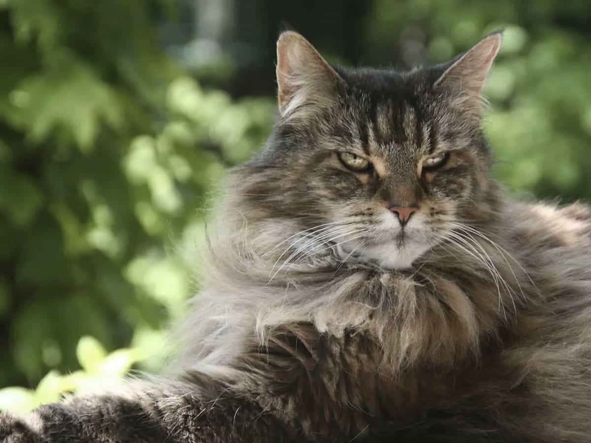 gato maine coon