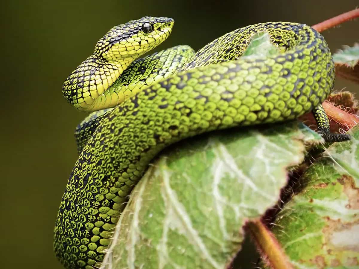 diferencia animales venenosos toxicos