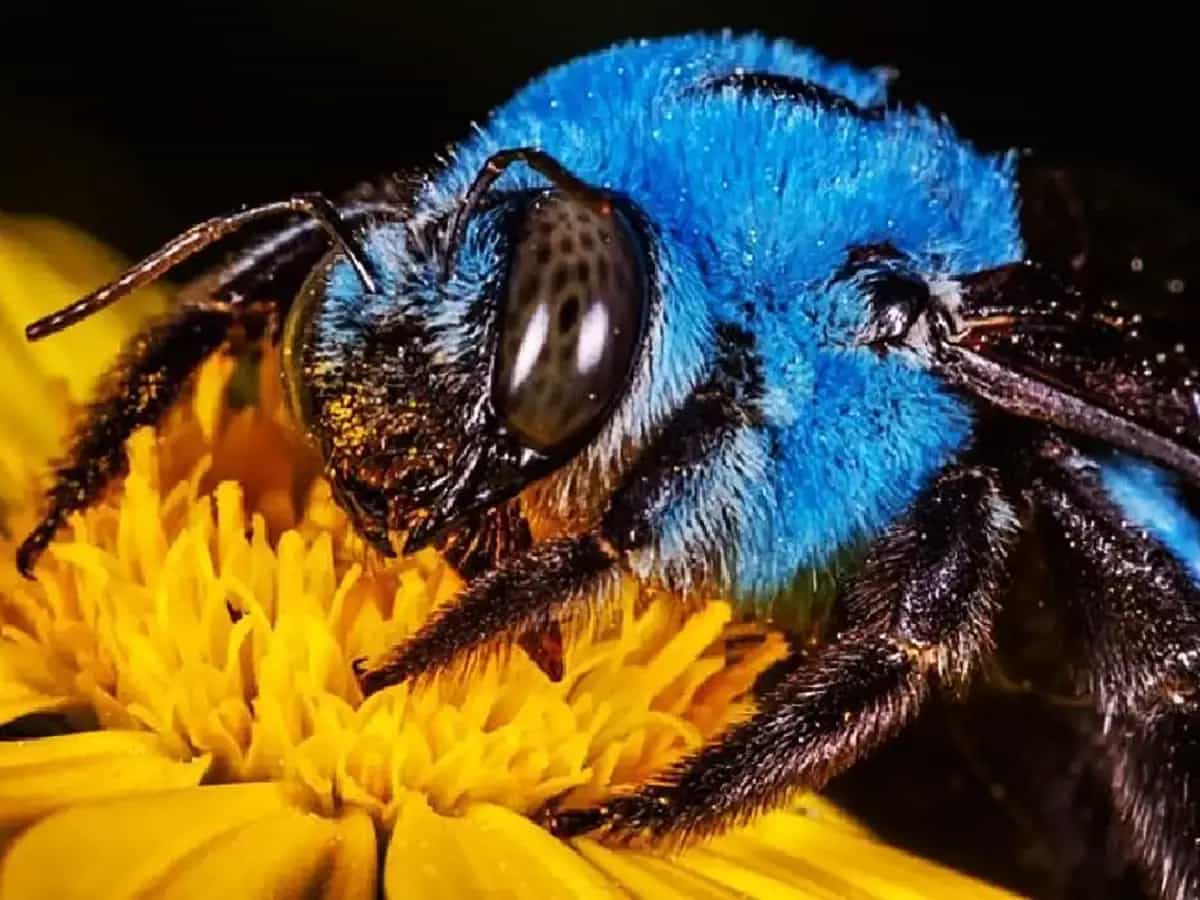 Abeja azul