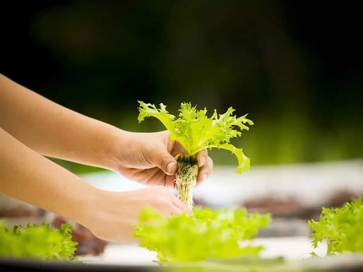 mercado organico confianza