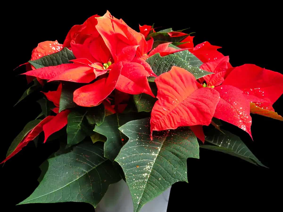Flor de Pascua