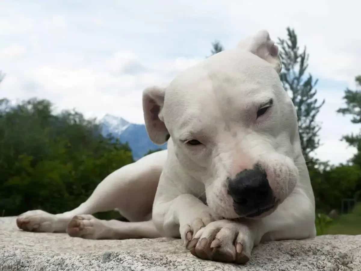 Dogo argentino