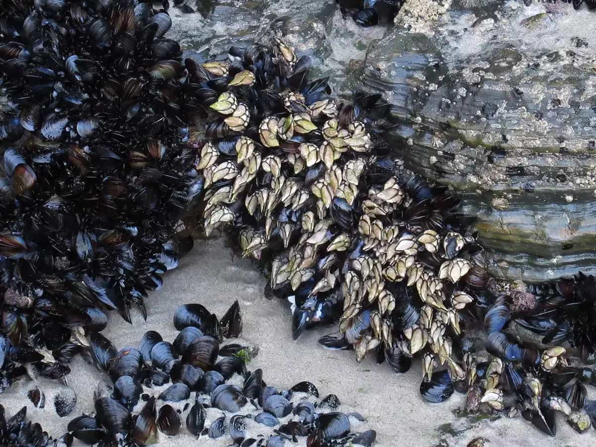Percebes son crustáceos