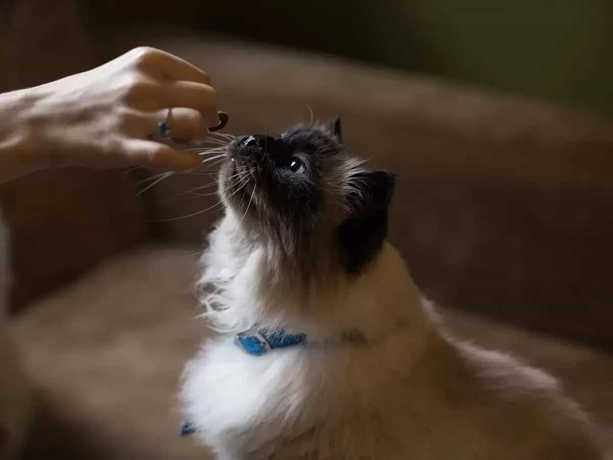 Comida casera para gatos