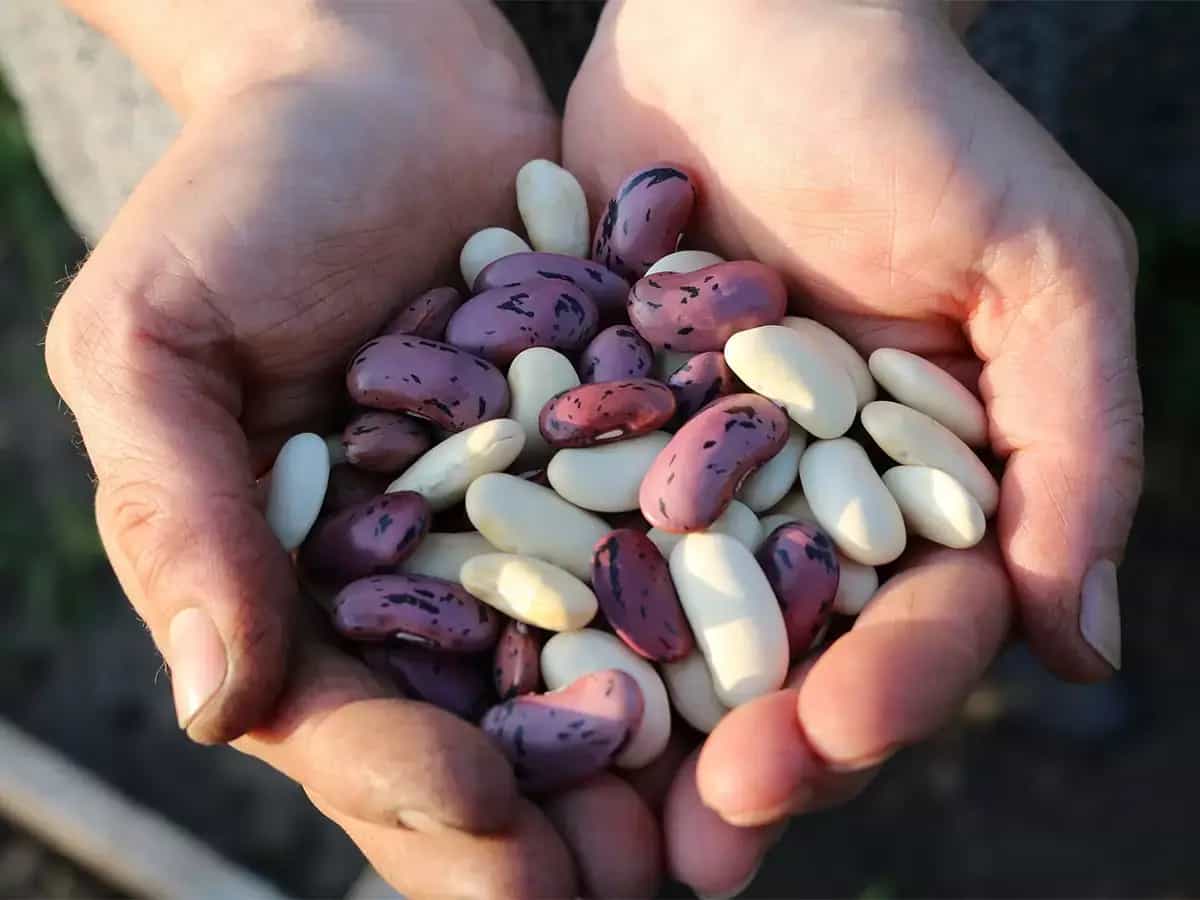 Legumbres son carbohidratos o proteínas