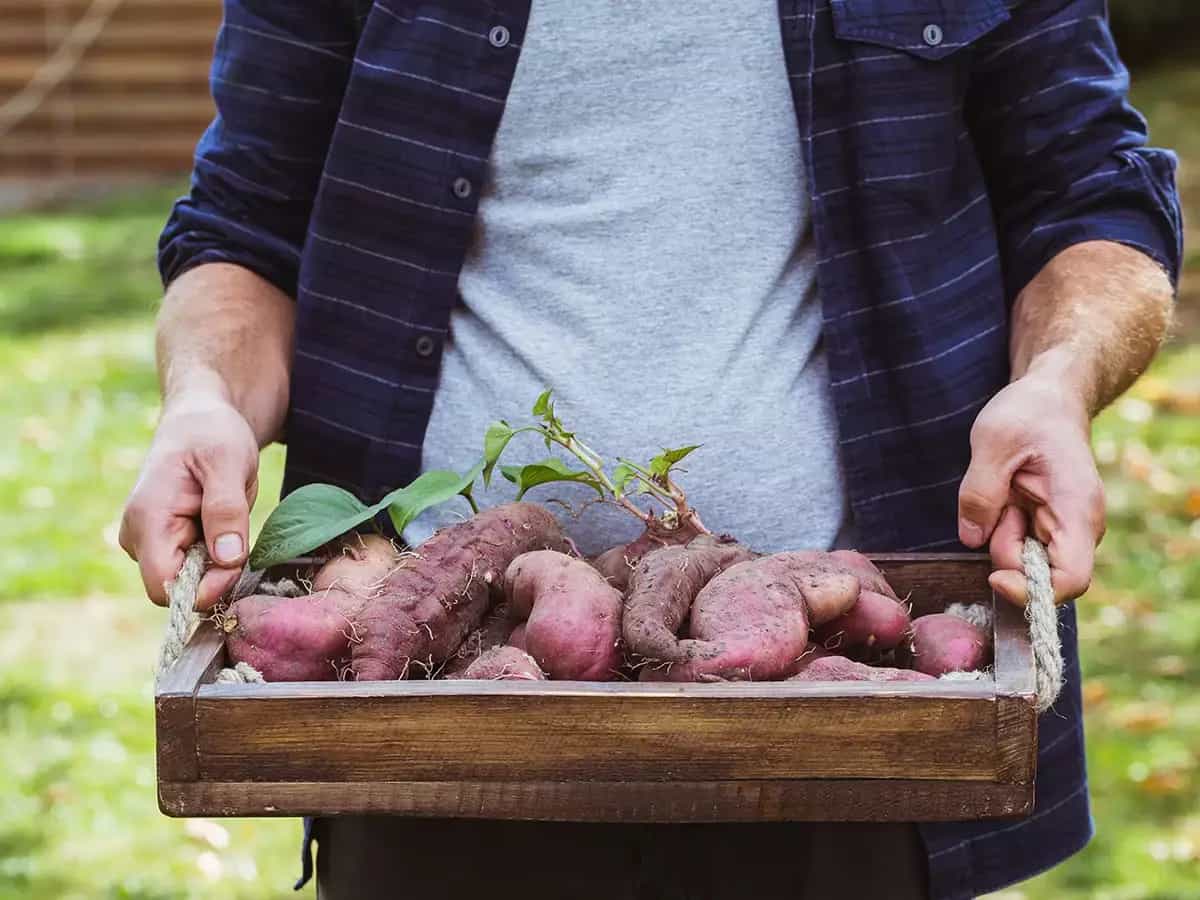 Alimentos orgánicos más seguros de comer