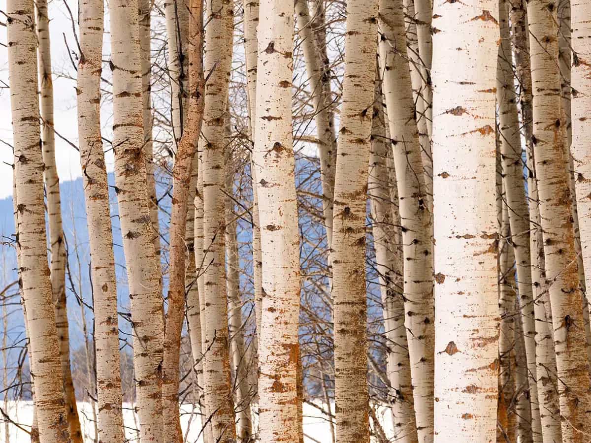 Cambio climatico: arboles y CO2