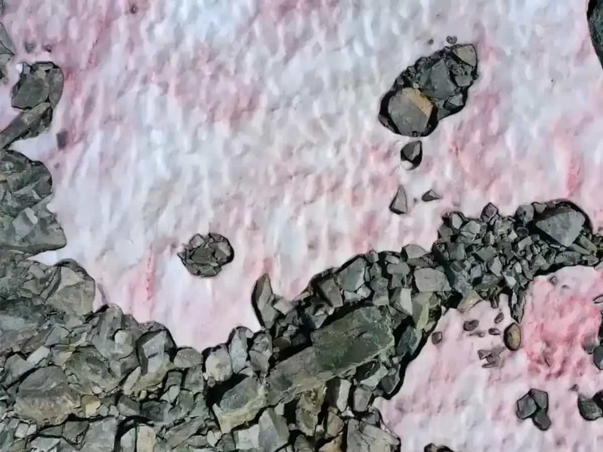 Por qué la nieve se está volviendo rosa
