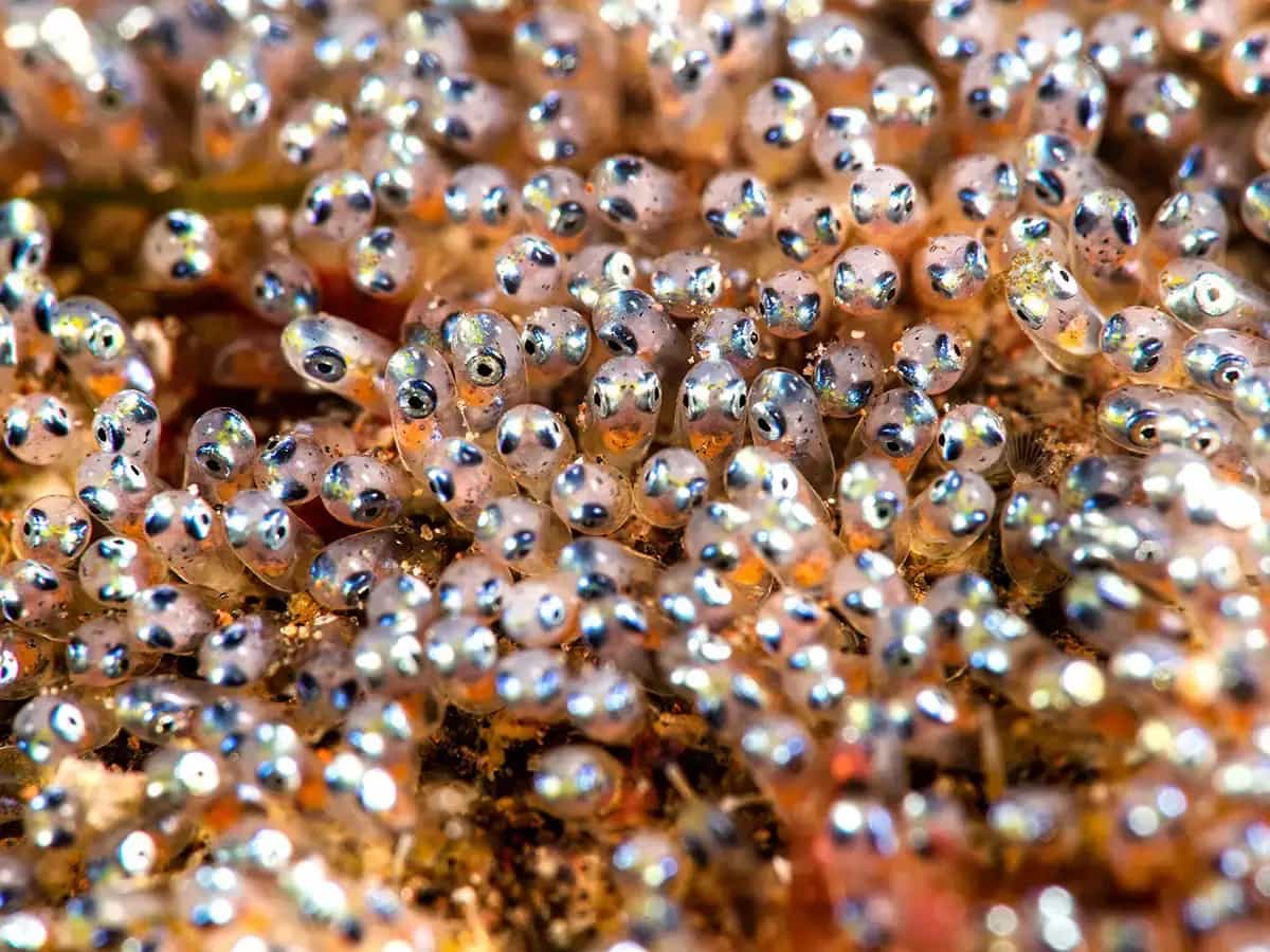 El 60% de los peces podrían extinguirse antes del año 2100