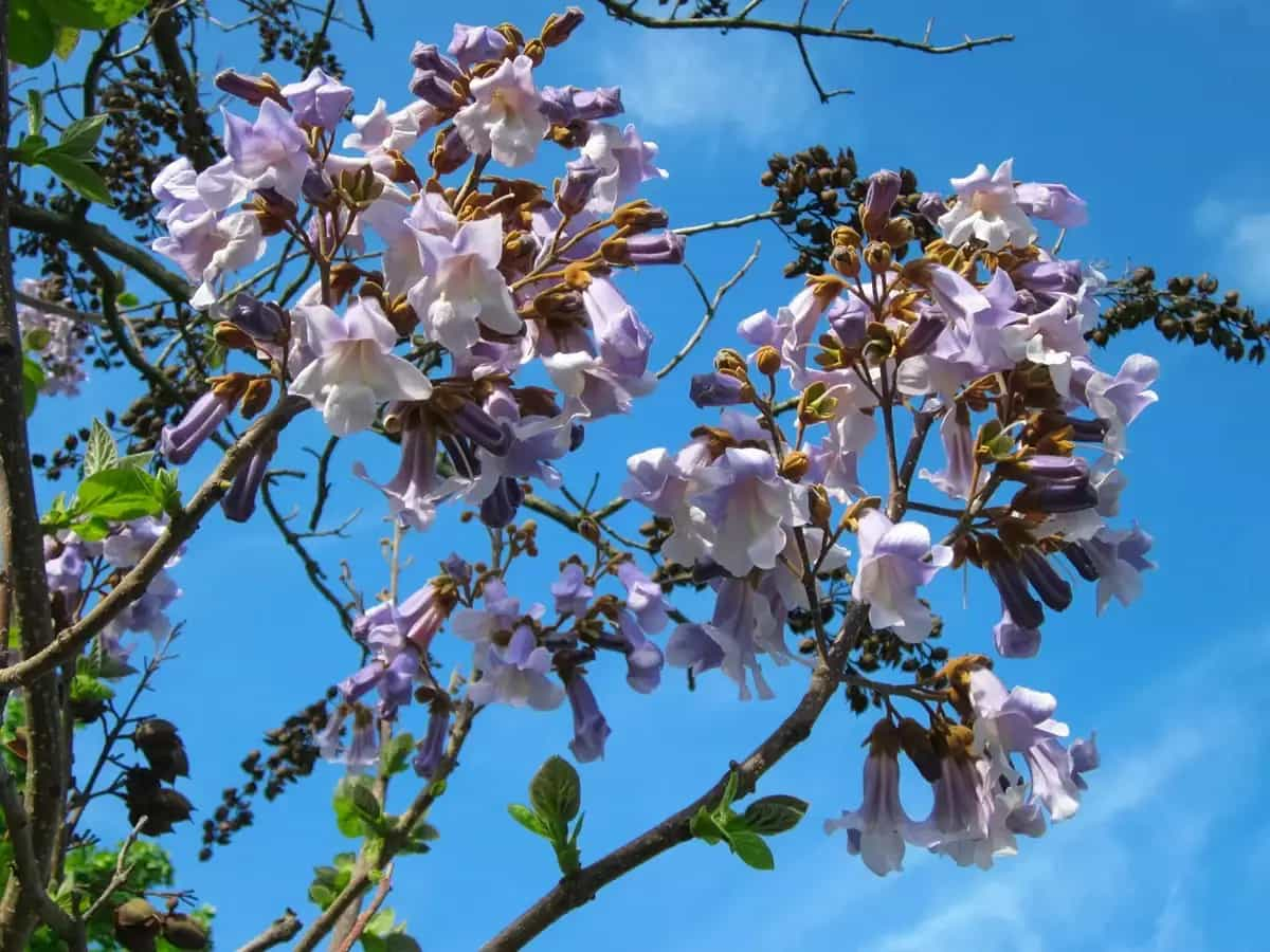 Arbol de kiri y CO2