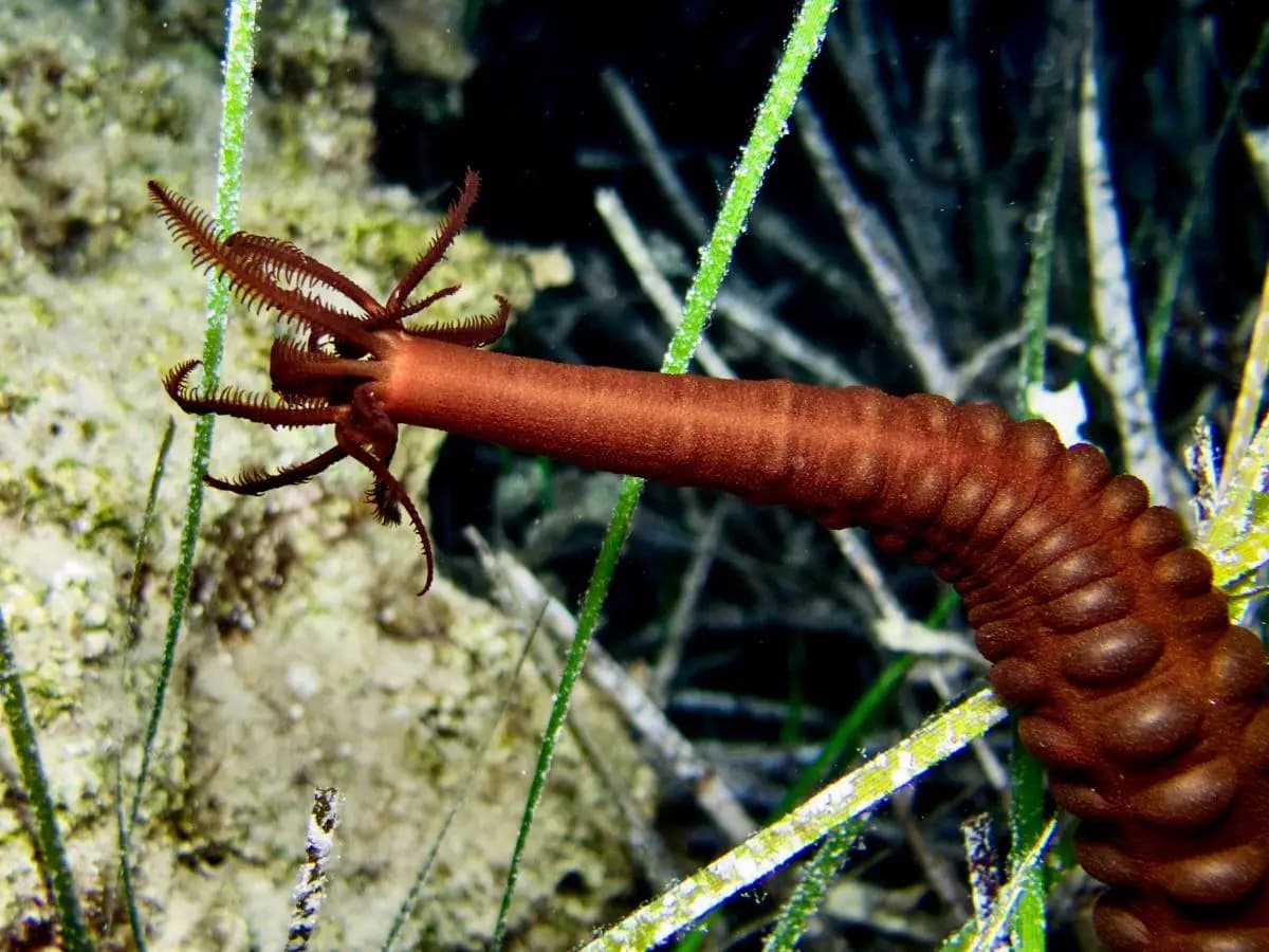 Cosa sono i cetrioli di mare?