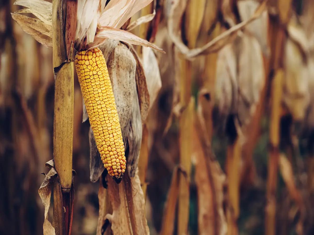 Tre sorelle: un insegnamento sulle piante dai nativi americani