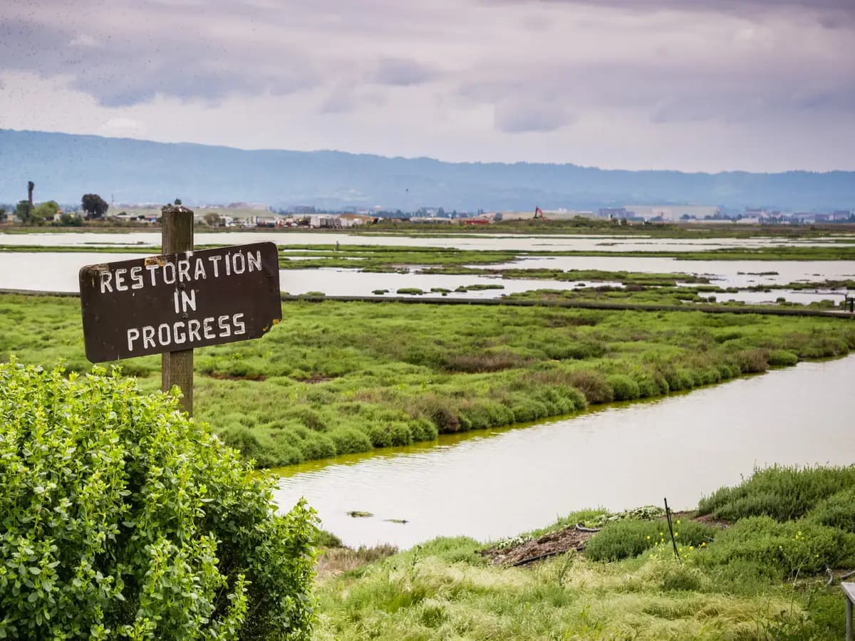Unione europea, cos’è la Nature Restoration Law?
