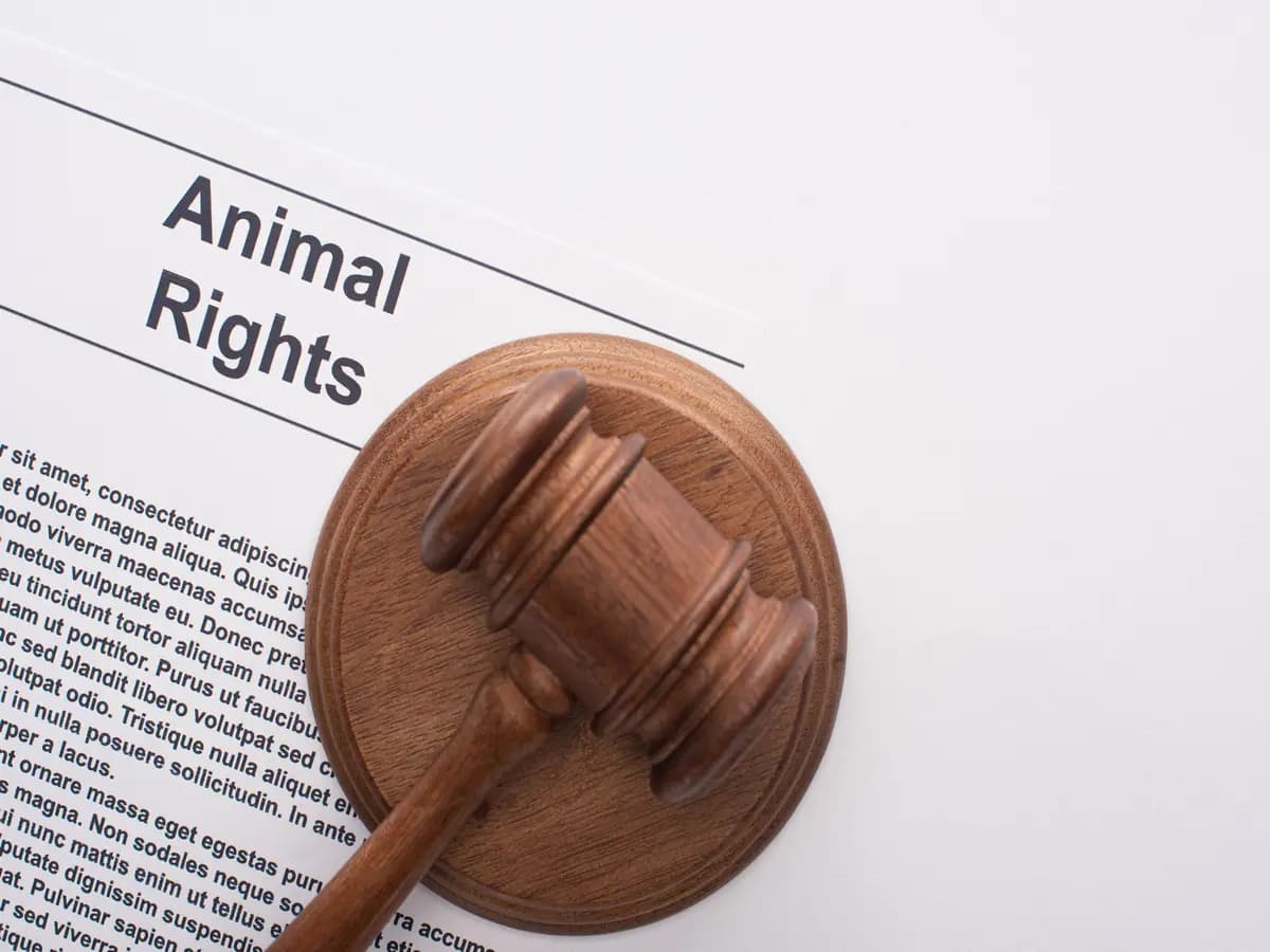 Il benessere degli animali inserito tra i principi dell’OCSE