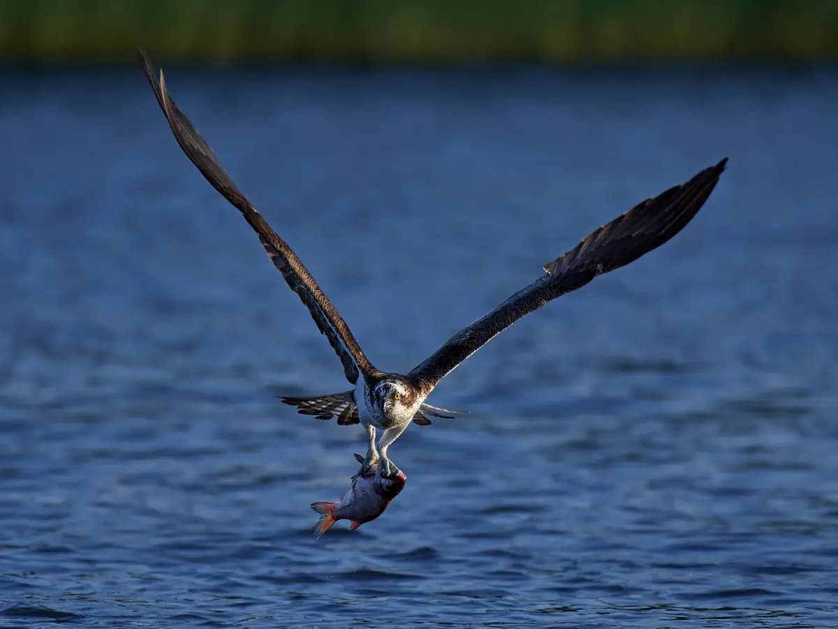 Il falco pescatore torna a nidificare in Toscana