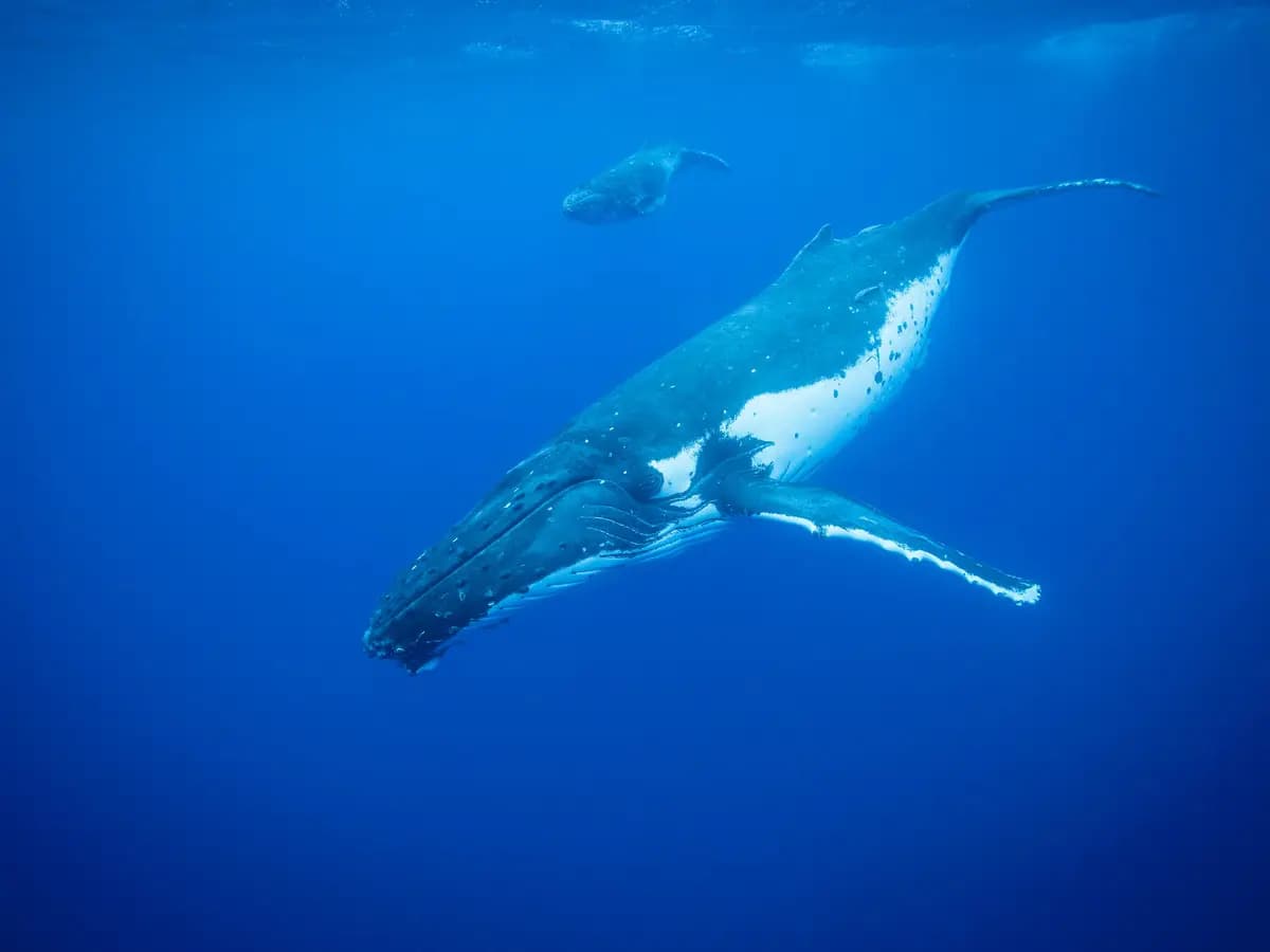 Spiaggiamenti dei cetacei: quali sono le cause del fenomeno