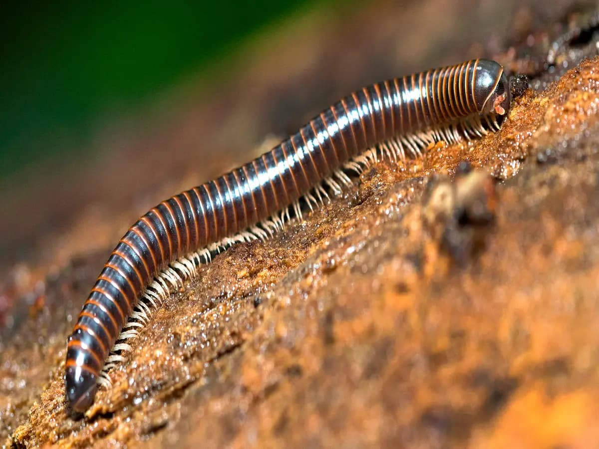 La strana predazione del millepiedi gigante americano