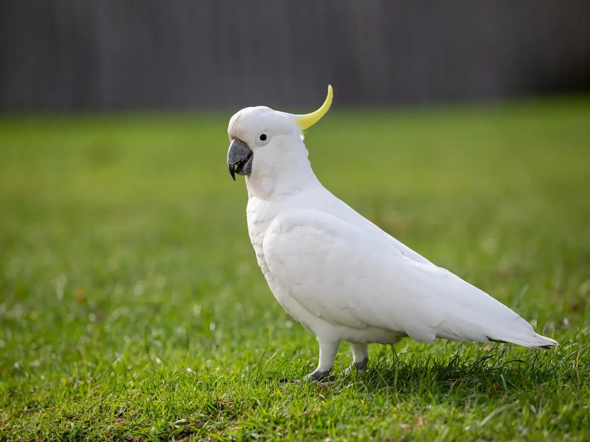 I cacatua hanno imparato a cercare il cibo nella spazzatura