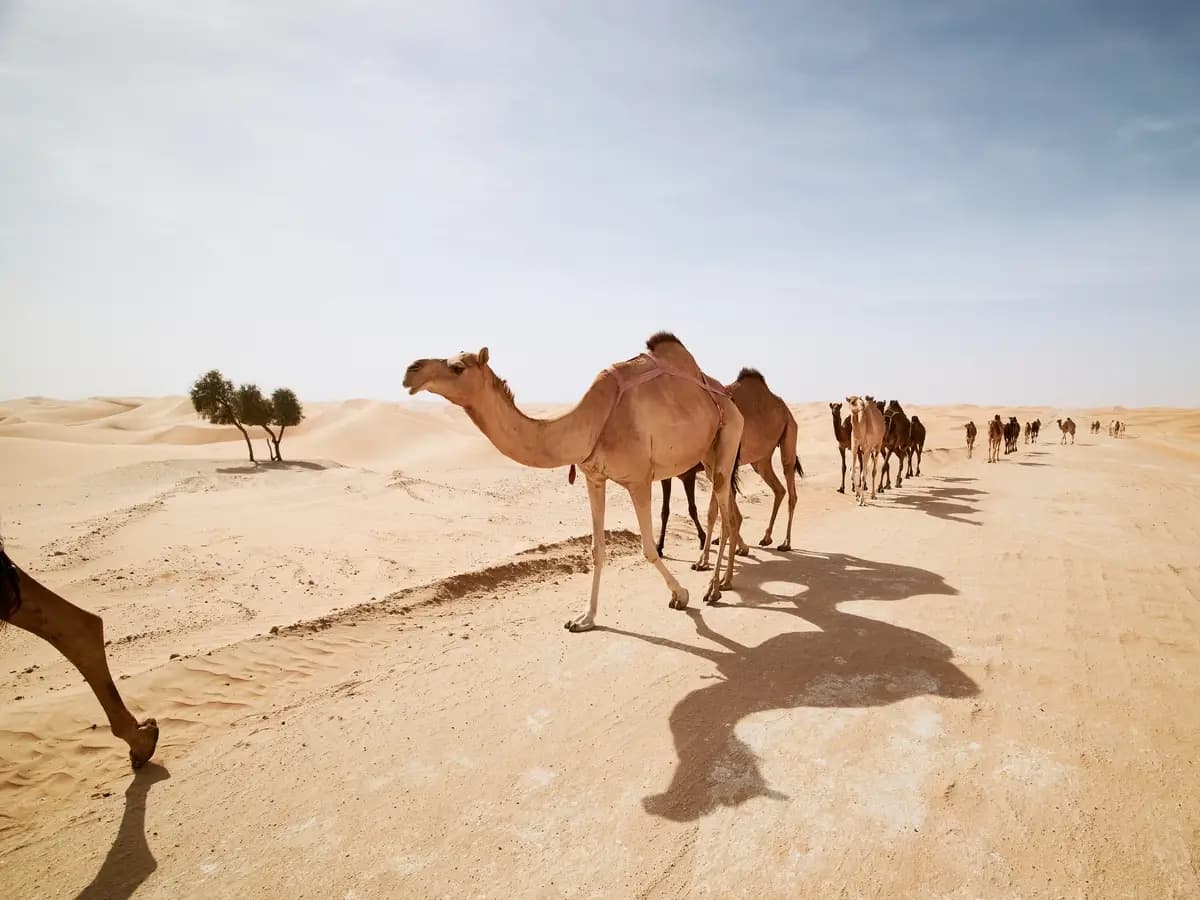 Caldo estremo, ecco come riescono a resistere gli animali