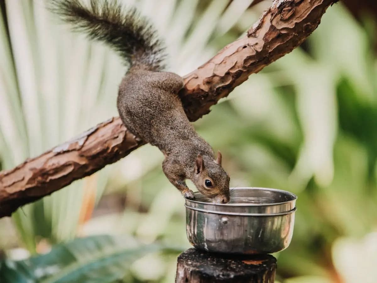 Dare da mangiare agli animali selvatici: ecco perché evitare