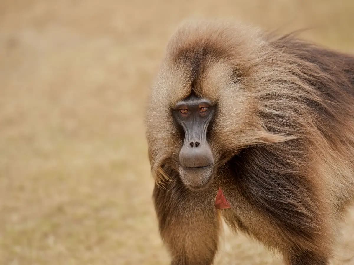 Le scimmie gelada ci insegnano come riappacificarci dopo una lite