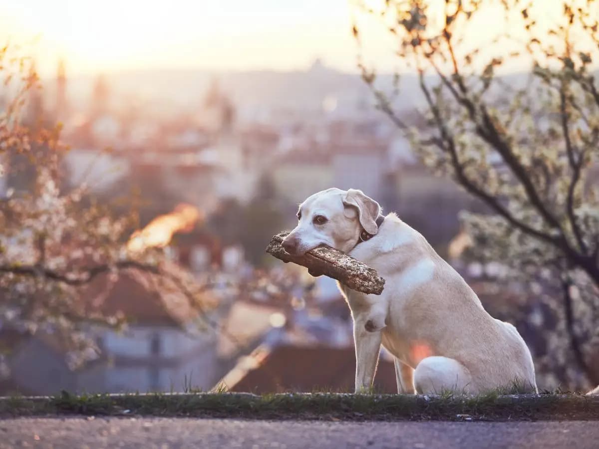 Gli aforismi migliori sui cani