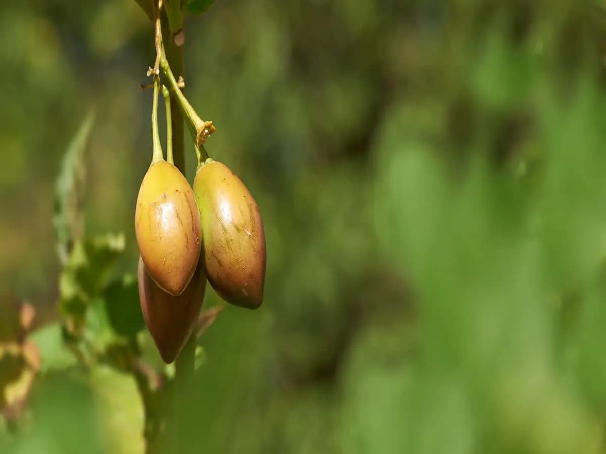 Olio di marula: cos'è e quali sono i suoi utilizzi