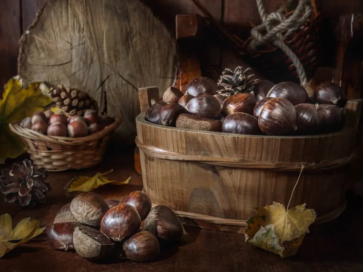 Come si fa ad asciugare le castagne appena raccolte?