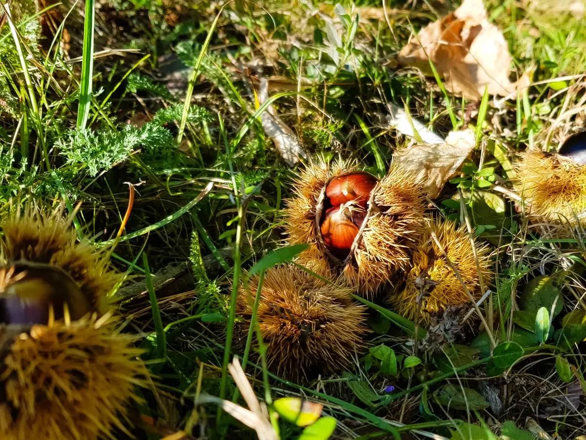 Dove si può raccogliere le castagne in Italia?