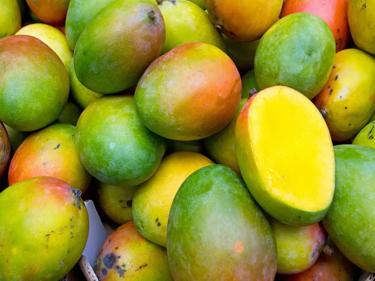 Mango, in aumento le coltivazioni in Italia