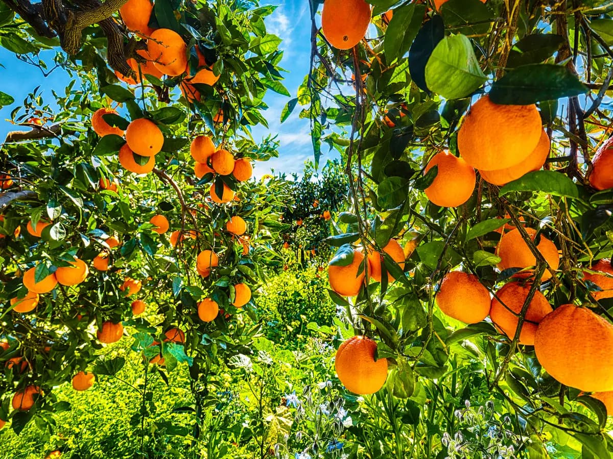 Agrumi europei a rischio a causa delle patologie della frutta importata