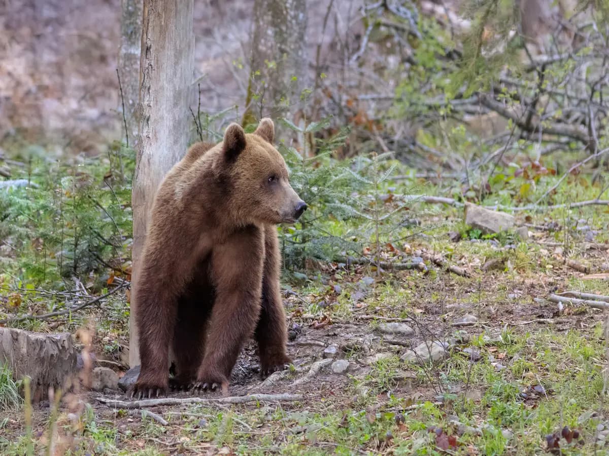 Diabete, uno studio sull’orso potrebbe migliorare la cura della malattia