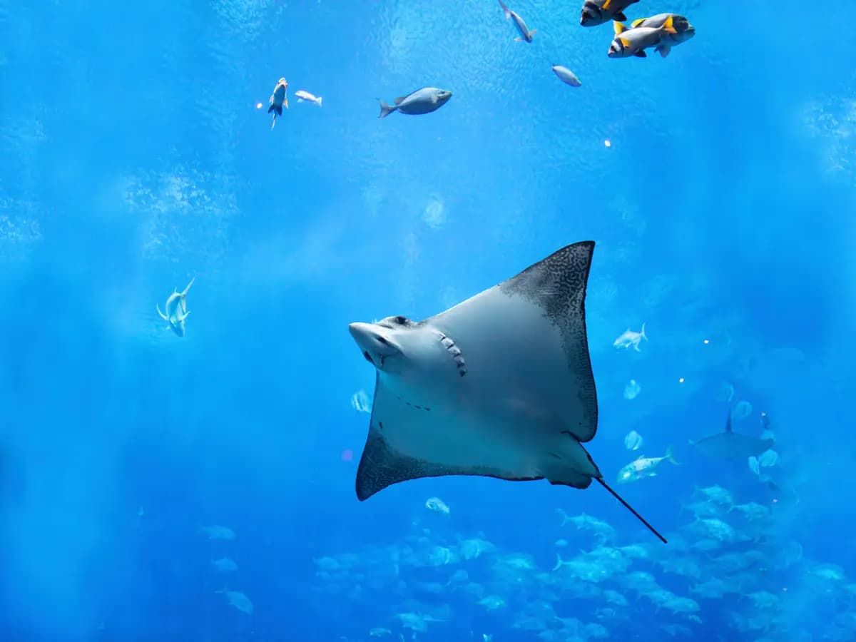 Razza oceanica: è corsa contro il tempo per salvarla dall’estinzione