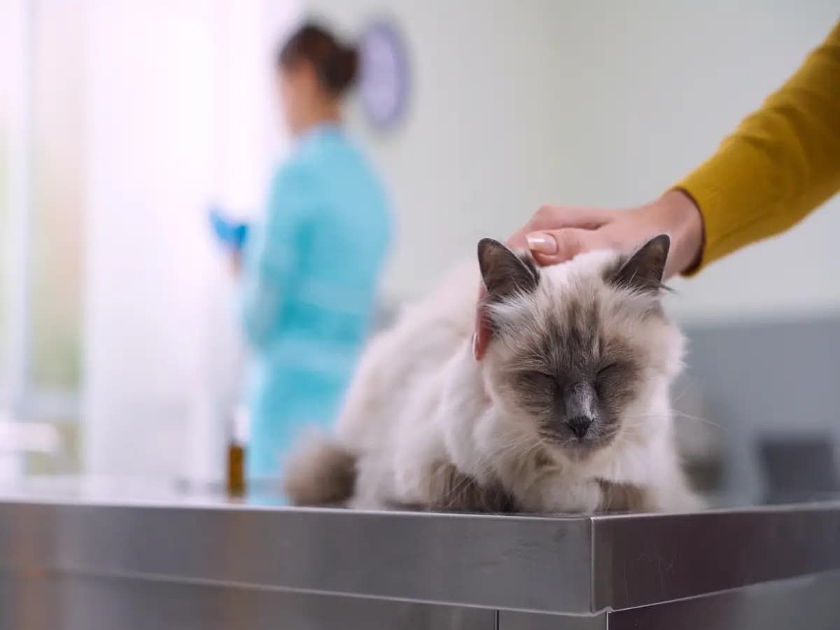 Spese veterinarie, i costi per gli interventi e le assicurazioni per contenerli