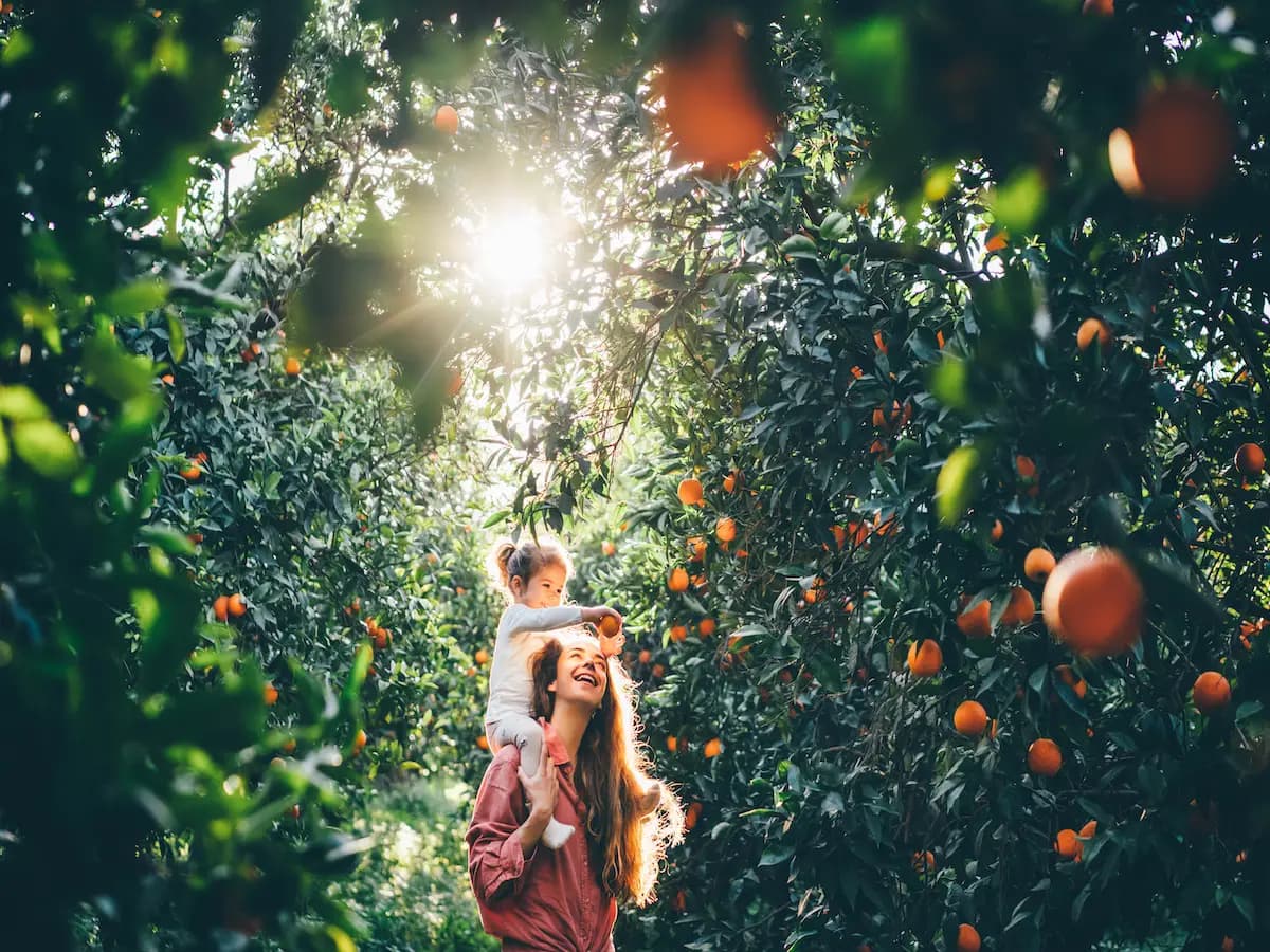 Food forest: cos'è e come si realizza