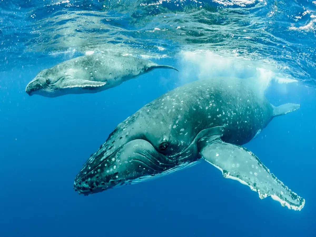 La strana interazione delle megattere con le alghe: gioco o cura della pelle?