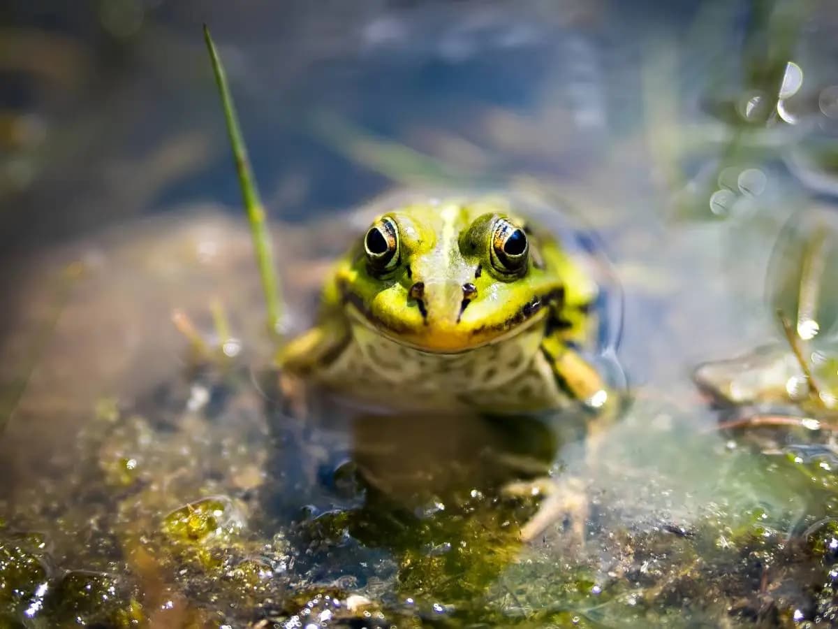 Anfibi: a rischio estinzione il 41 per cento delle specie
